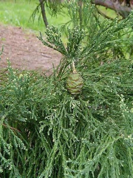 Sequoia (Germoglio) — photo 2