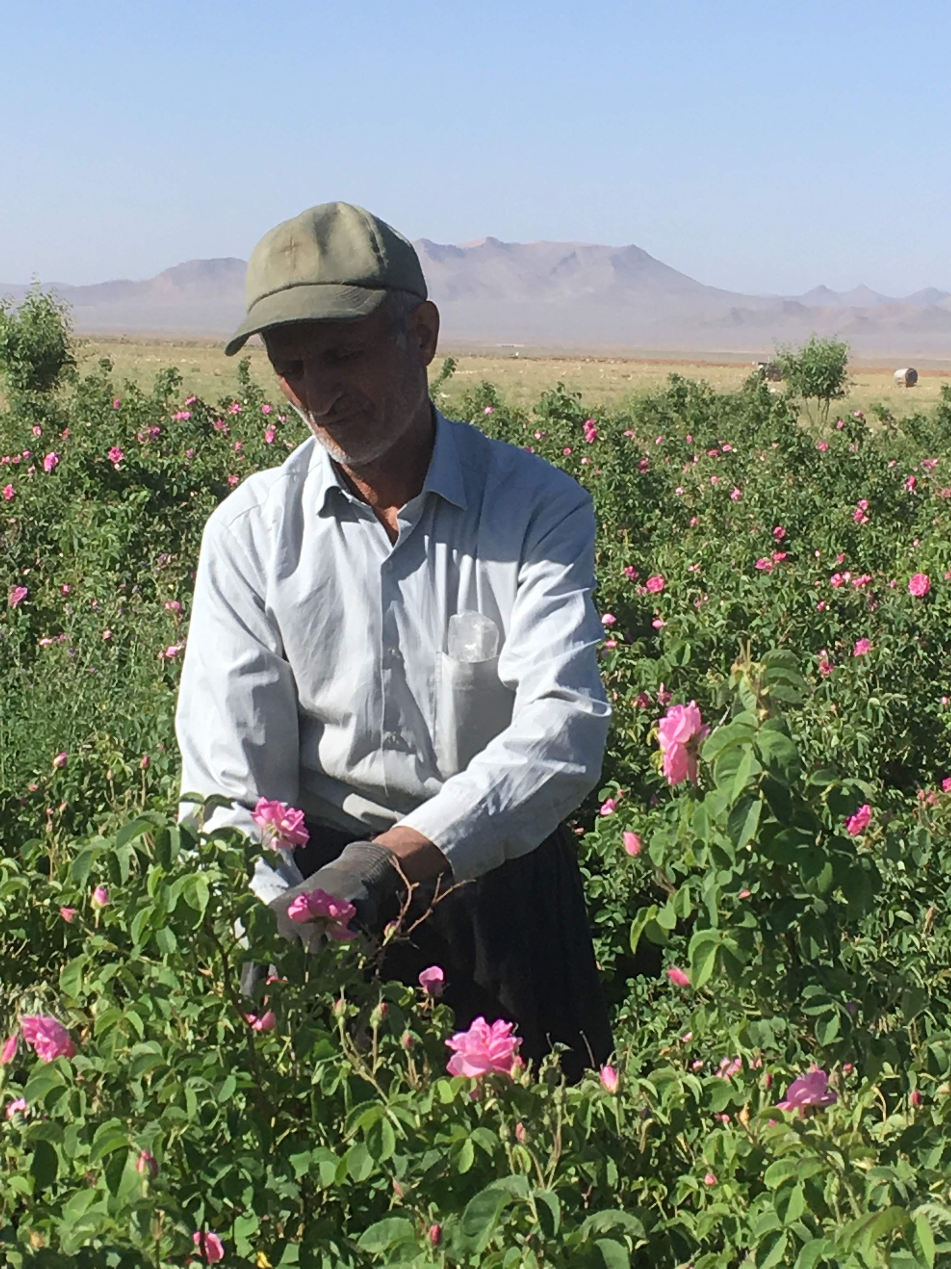 La distillazione di Rosa damascena