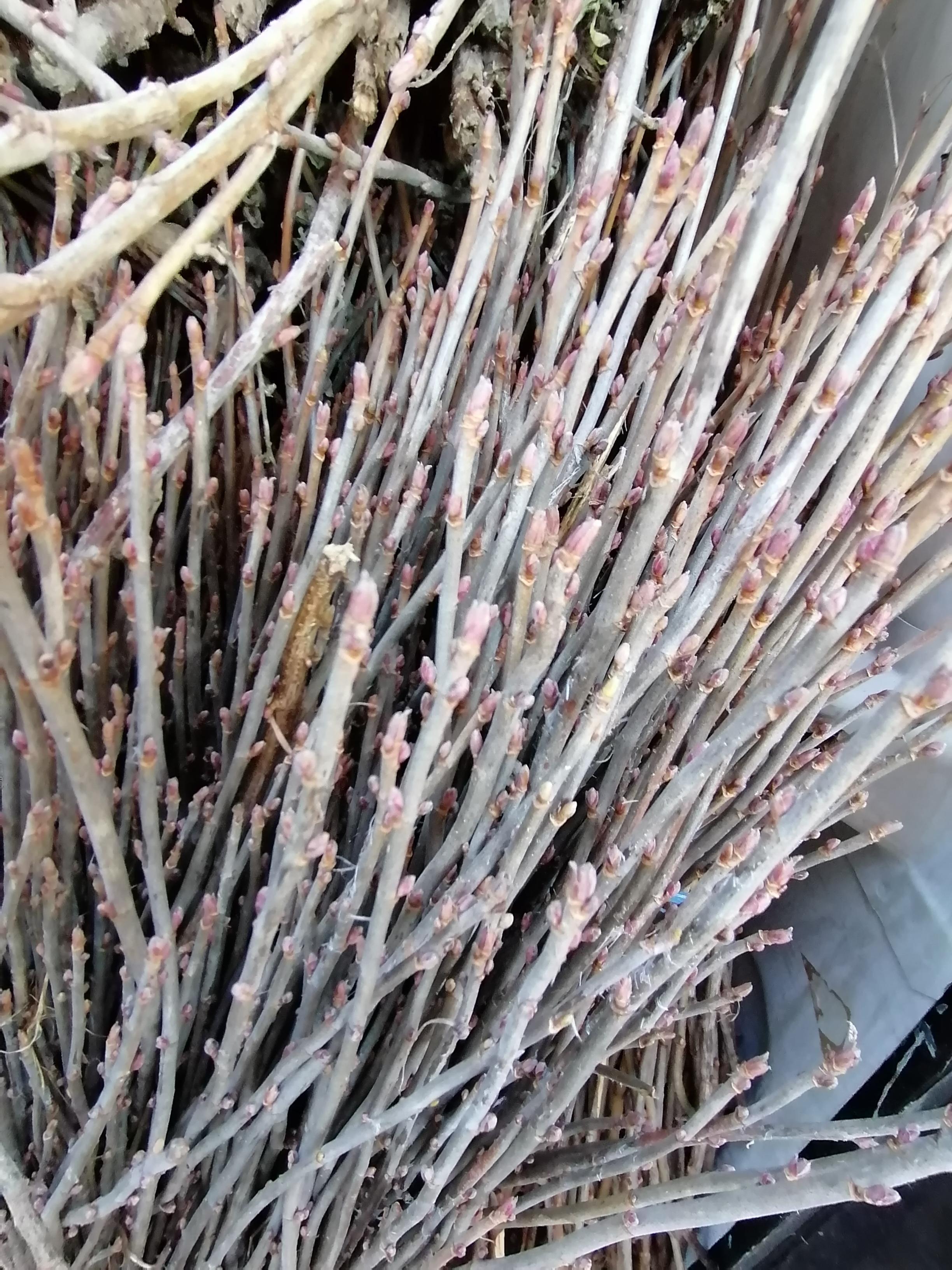La distillazione di Ribes nero di Borgogna