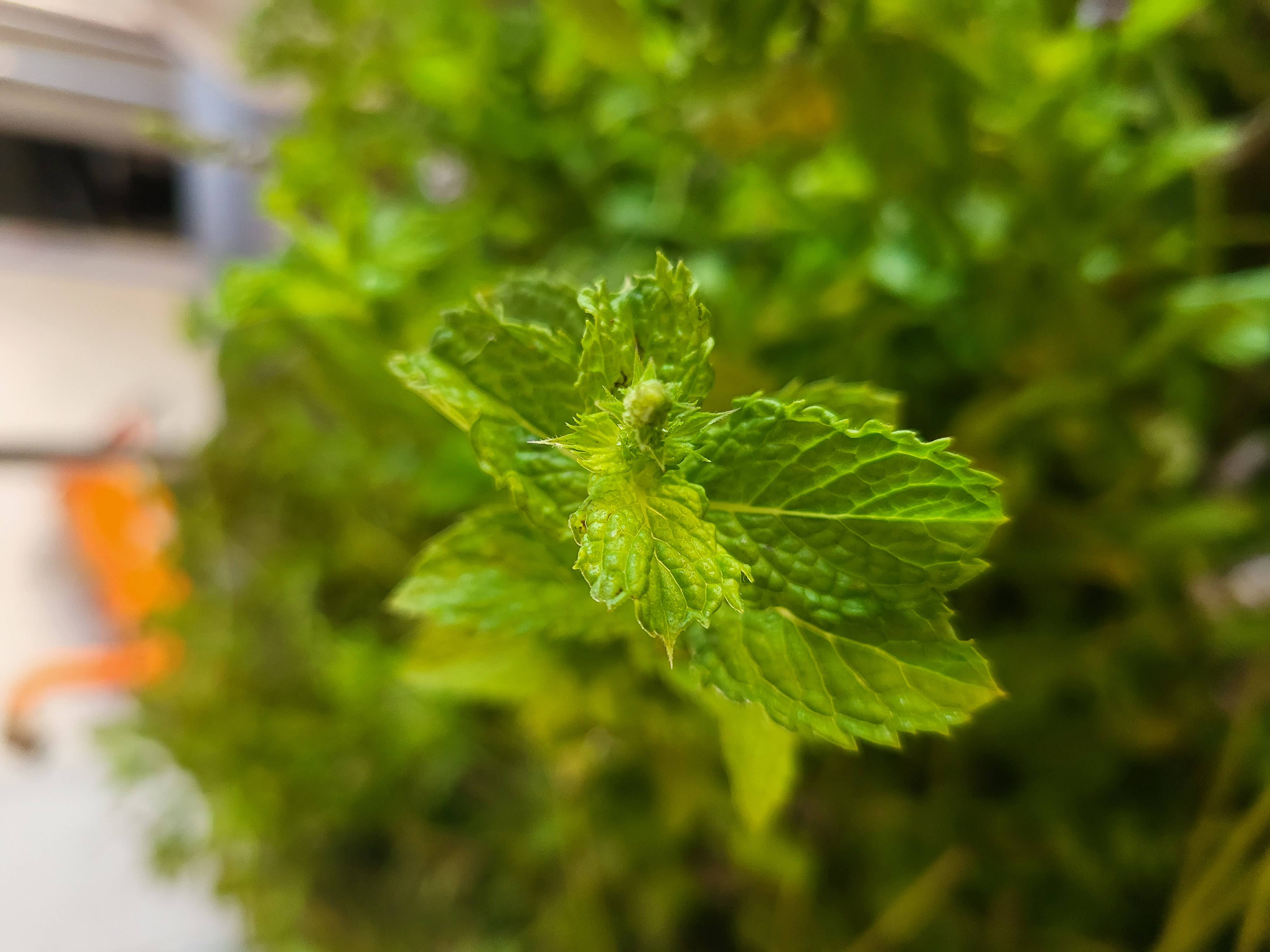 La distillazione di Menta speziata