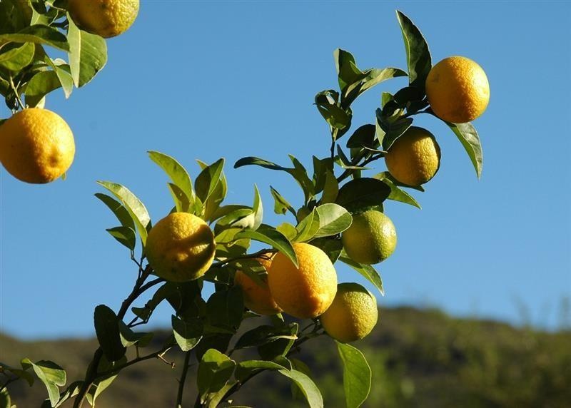 Limone — photo 2