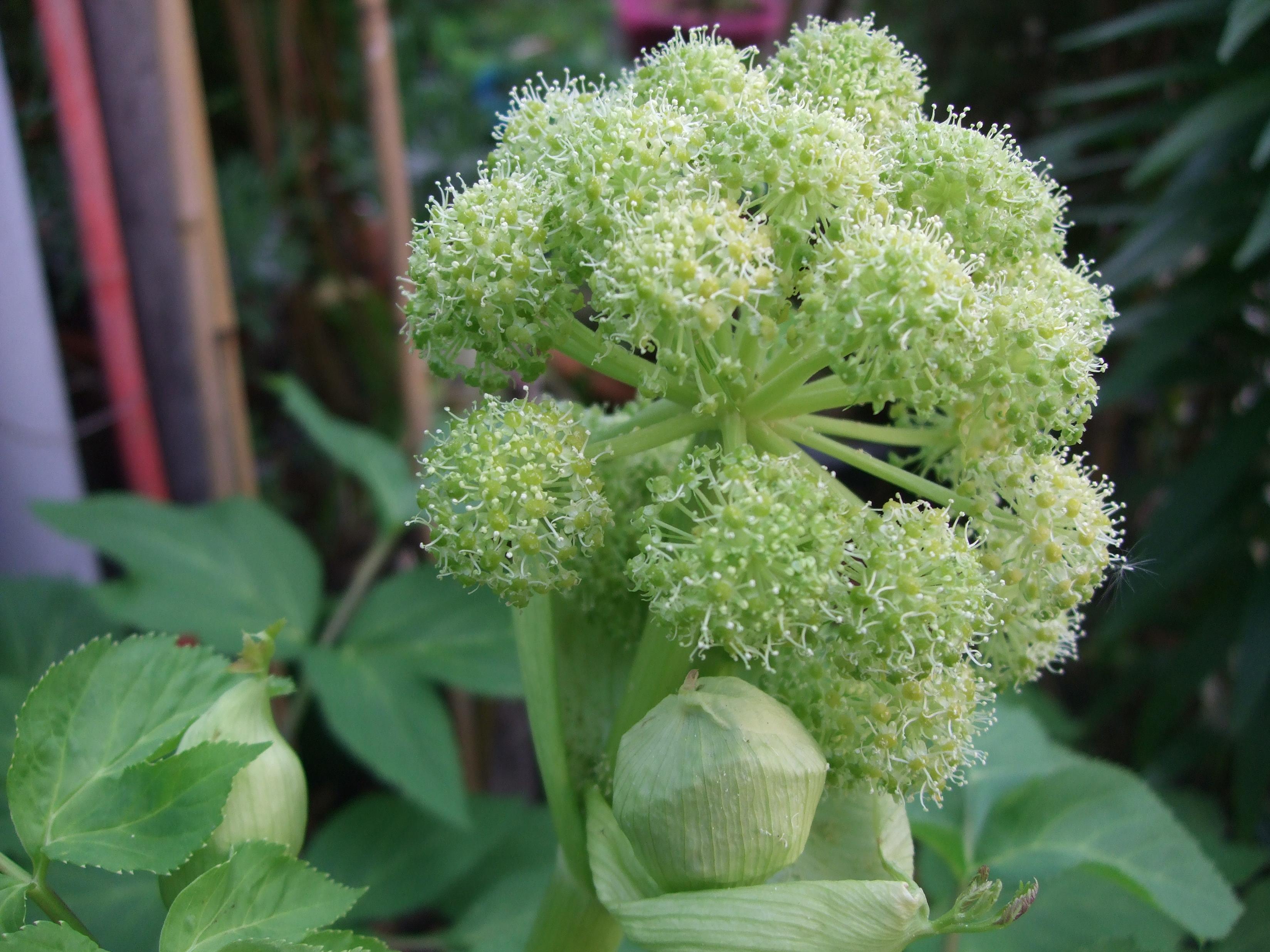 Semi di angelica — photo 2