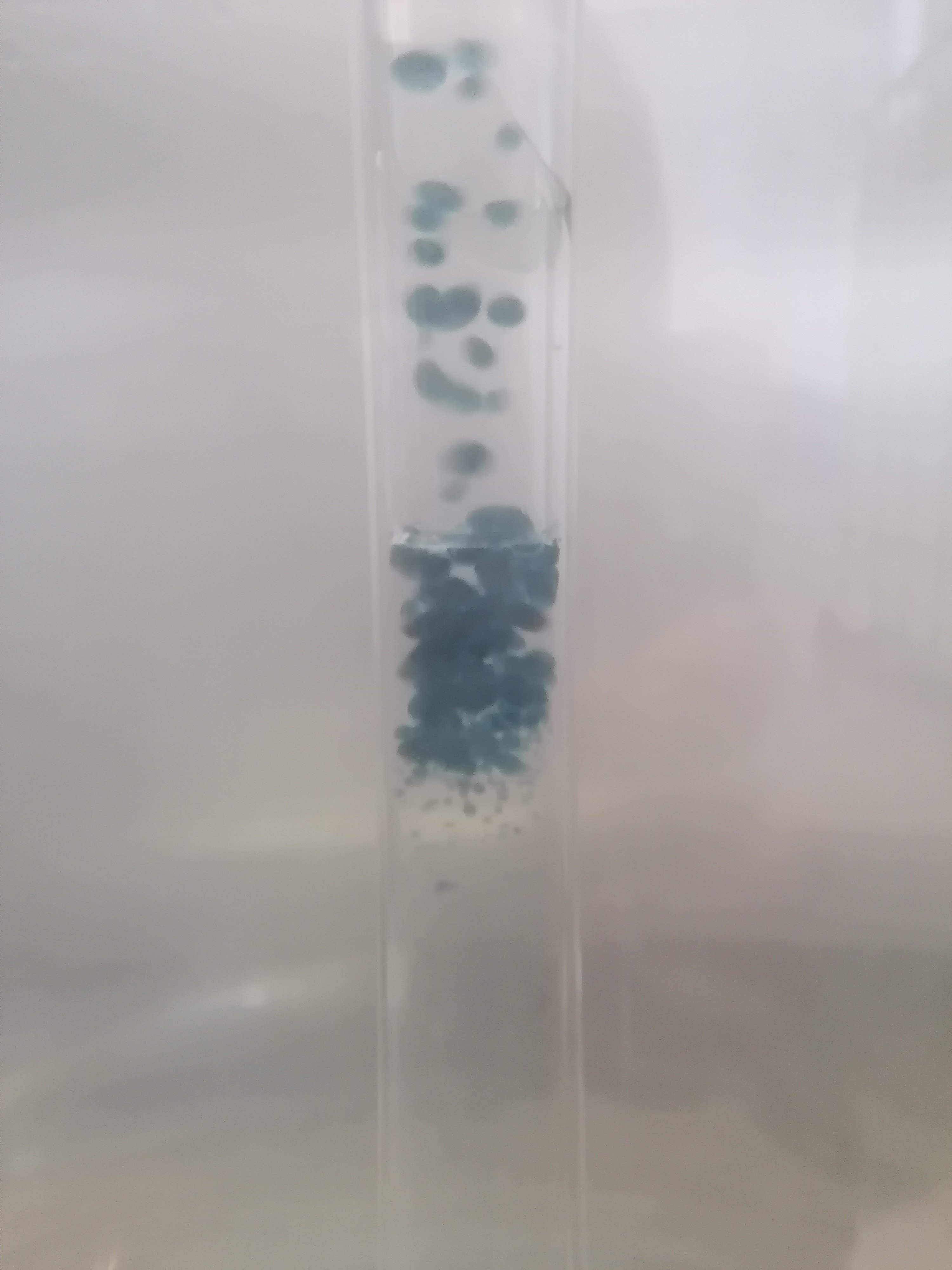 Decouvrez la distillation Olio essenziale di Geranio rosa Bourbon 100% biologico e artigianale