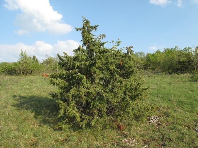 Ginepro comune di Quercy — photo 3