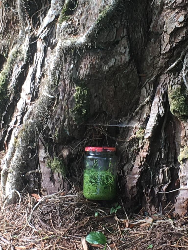 Decouvrez la distillation Macerato di gemme di sequoia 100% biologico e artigianale
