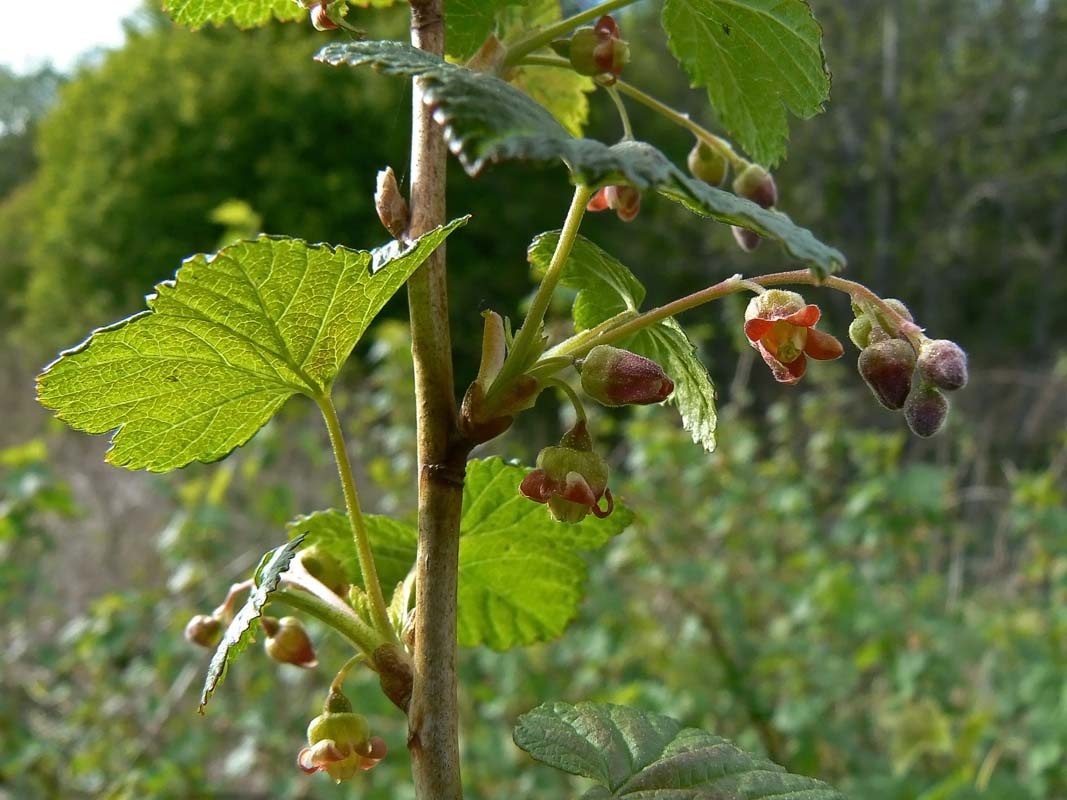 Ribes nero (gemma) — photo 2