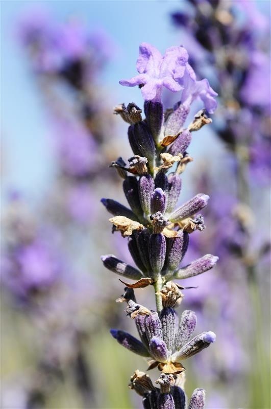 Lavanda fine di Causses — photo 2