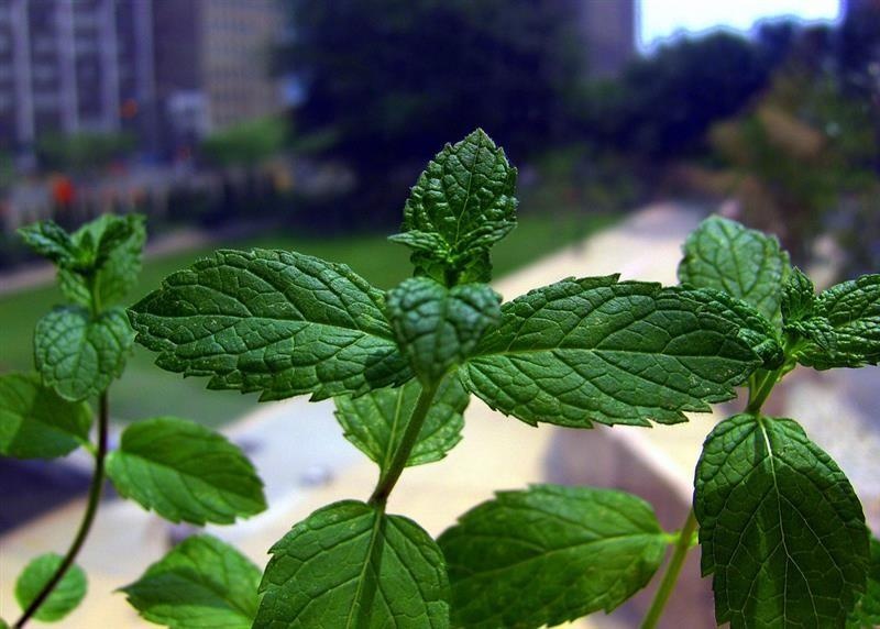 Menta piperita — photo 2