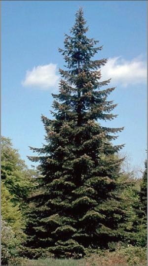 Abete gigante — photo 2