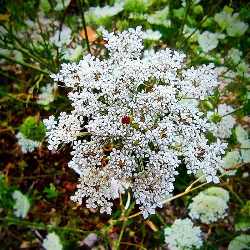 Carota selvatica — photo 4