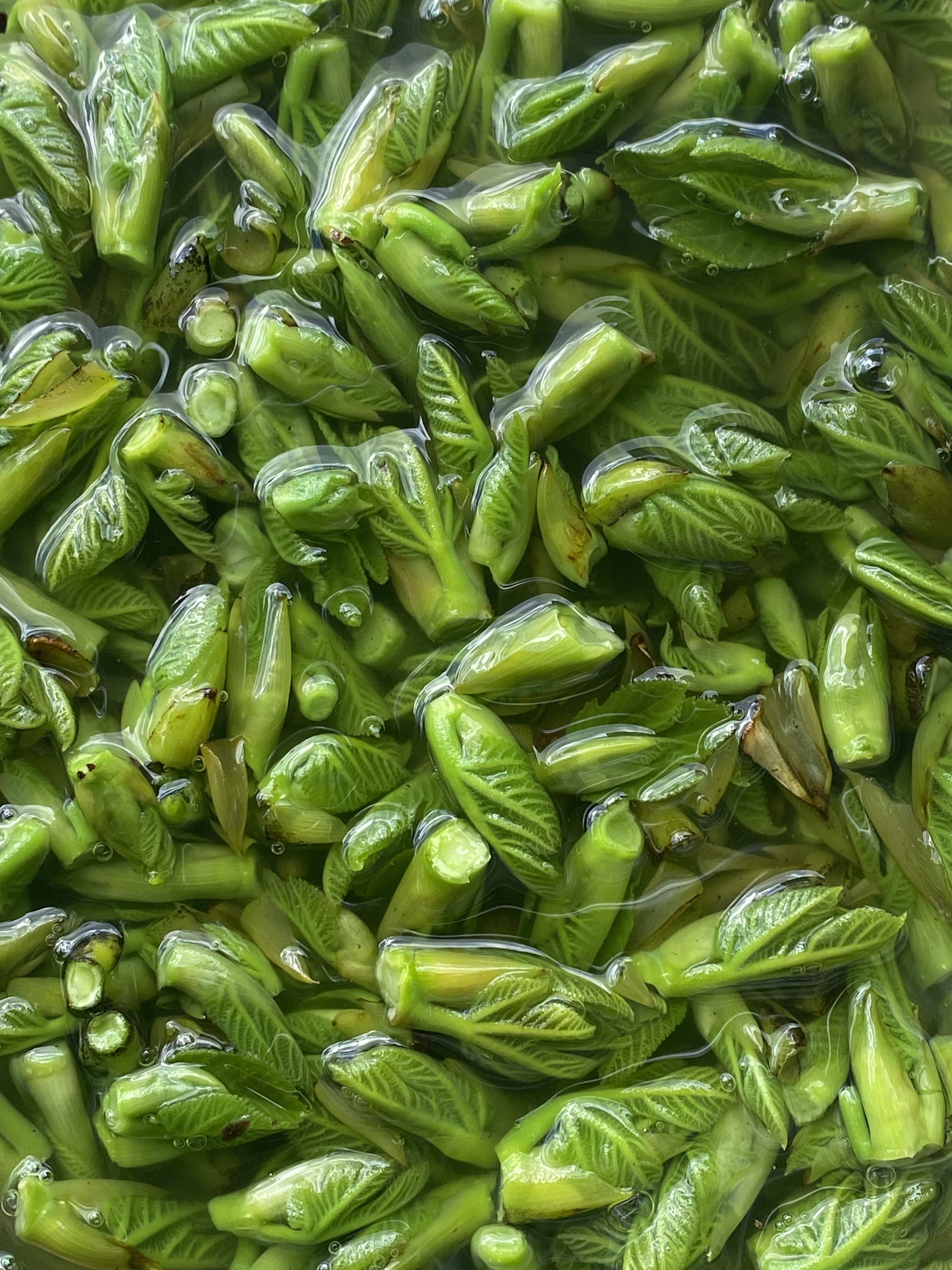 Decouvrez la distillation Macerato di gemme di fico 100% biologico e artigianale