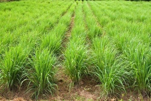 Citronella — photo 2