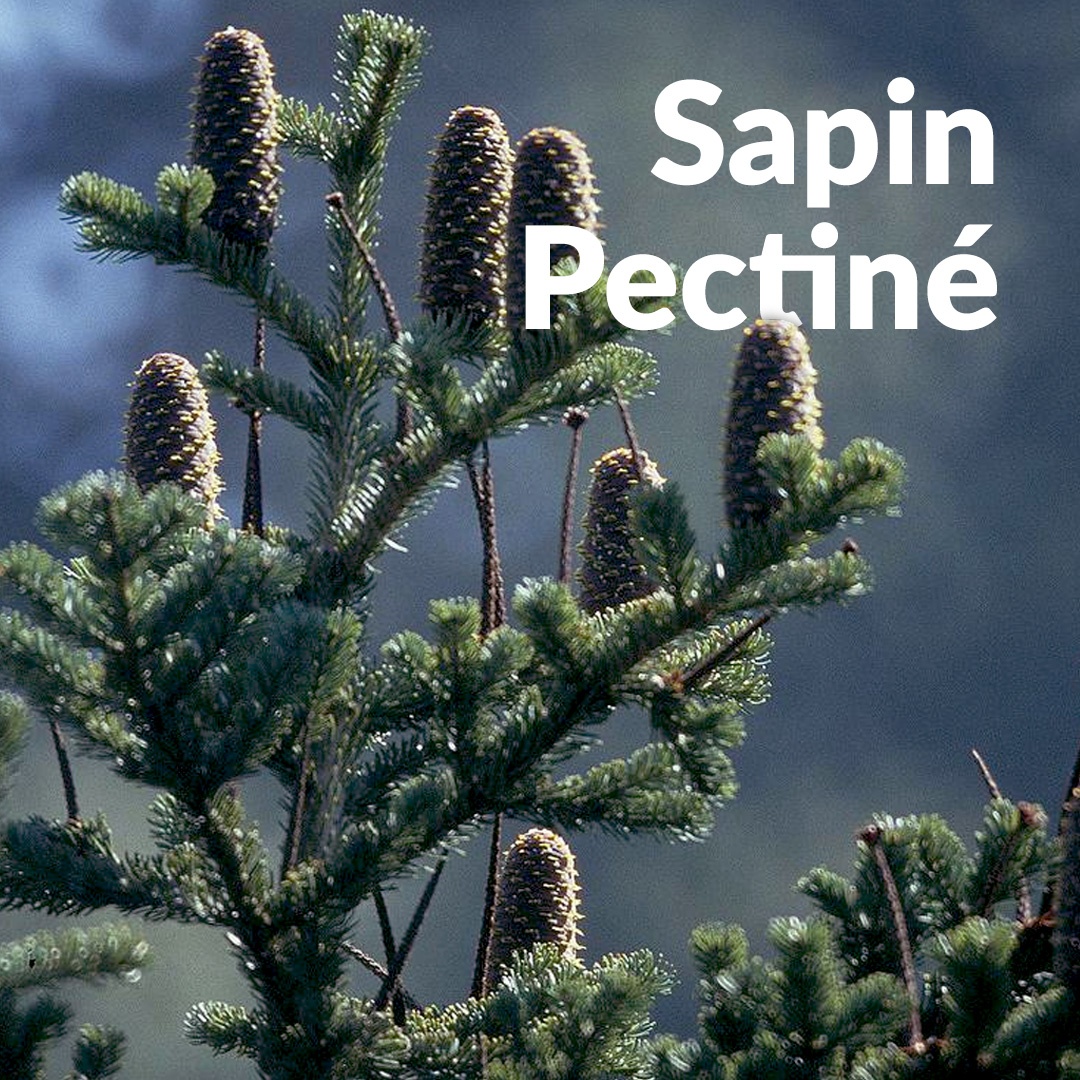 Abete pectina