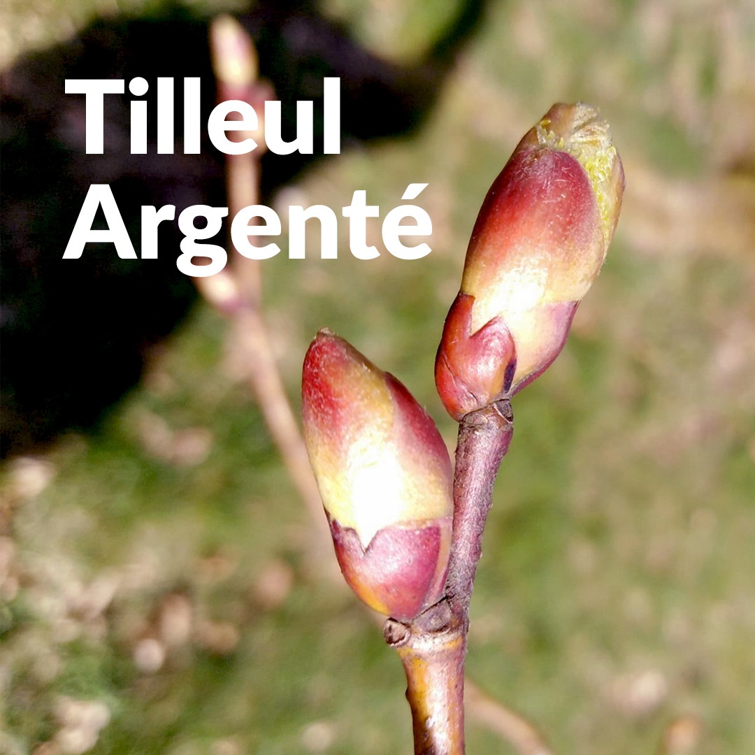 Tiglio argentato (gemma)