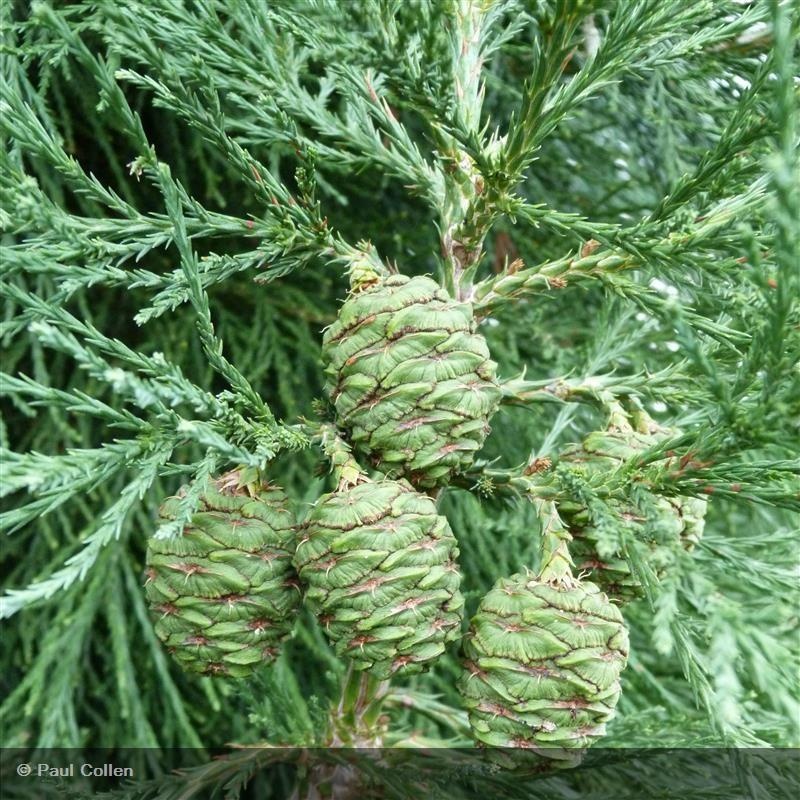 Sequoia gigante — photo 4