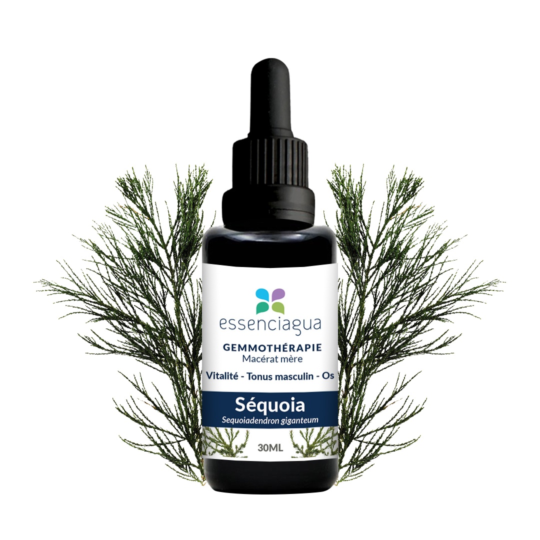 Macerato di gemme di sequoia 100% biologico e artigianale