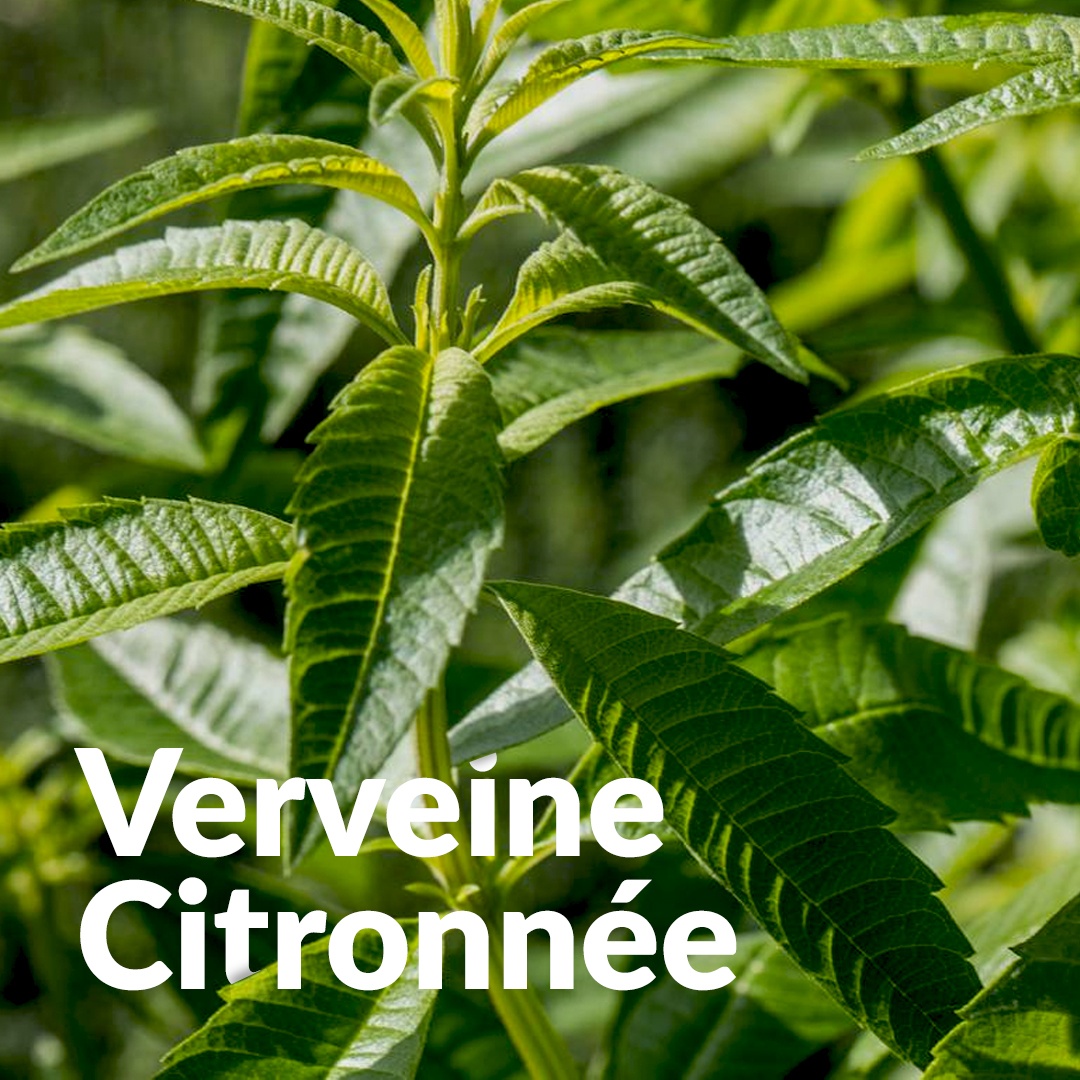 Verbena del limone di Tarn