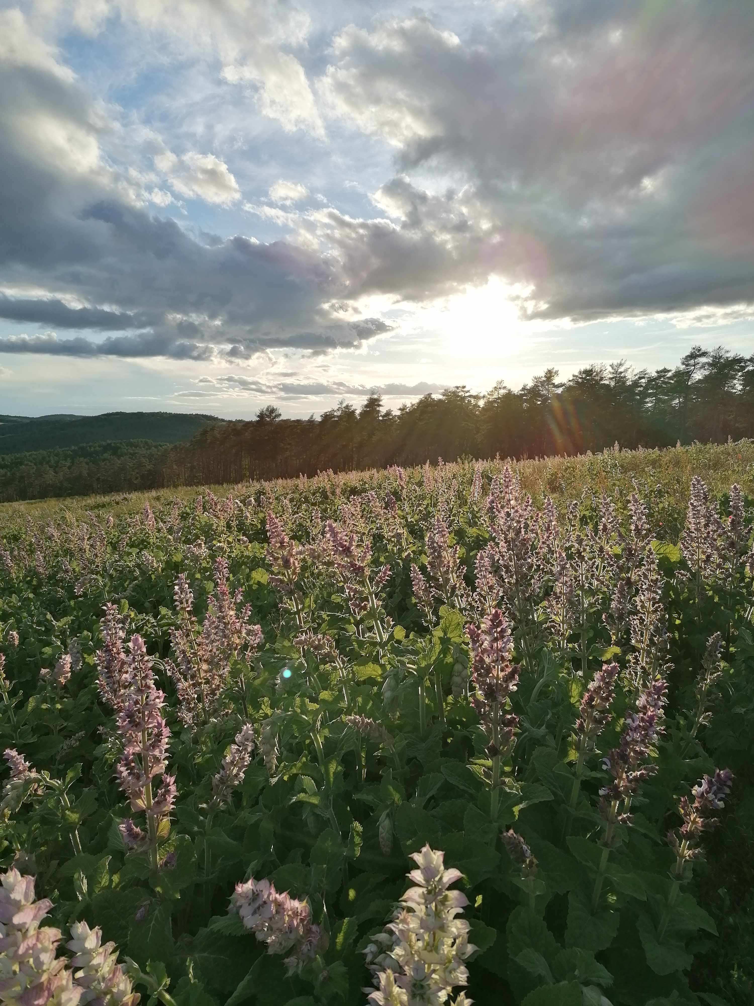 La distillazione di Salvia sclarea