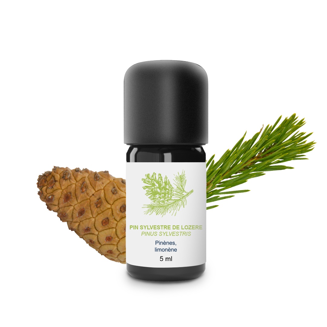 Olio essenziale di pino silvestre 100% biologico e artigianale