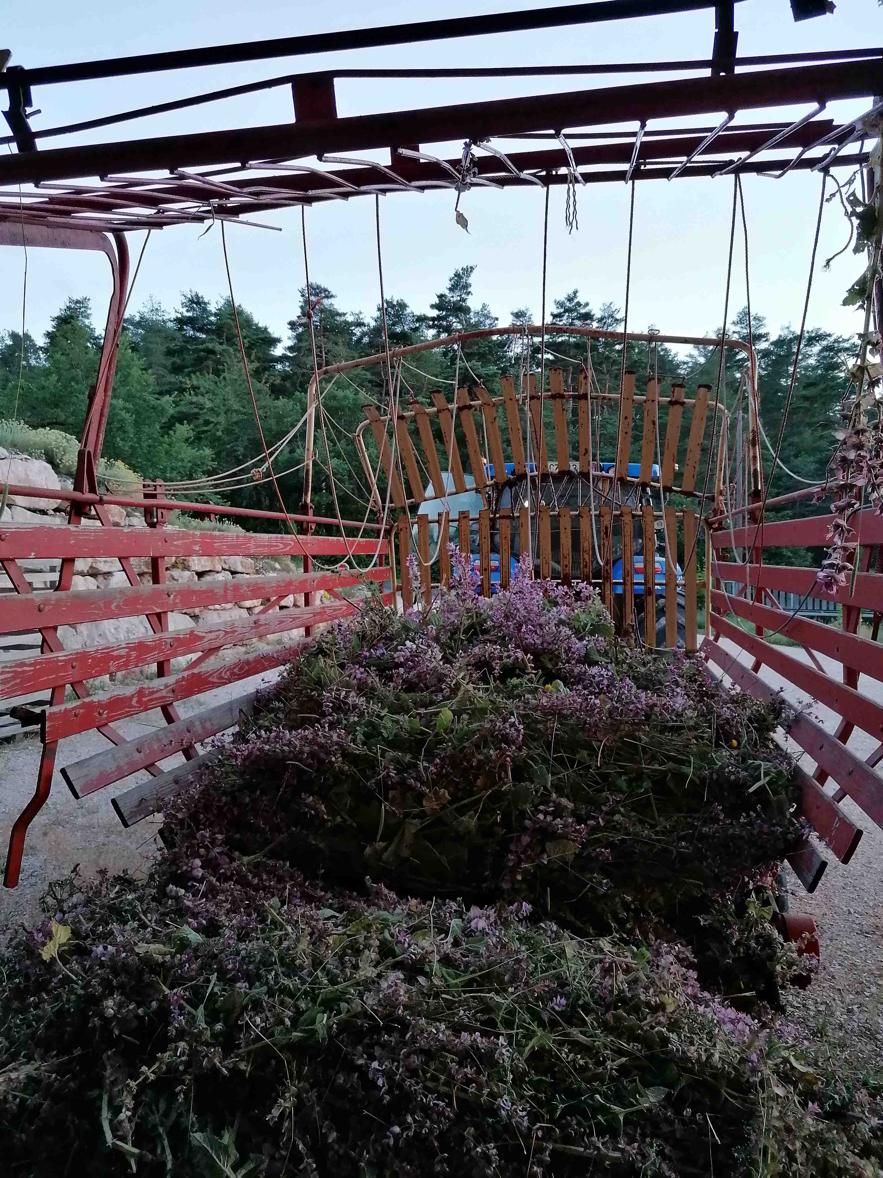 La distillazione di Salvia sclarea