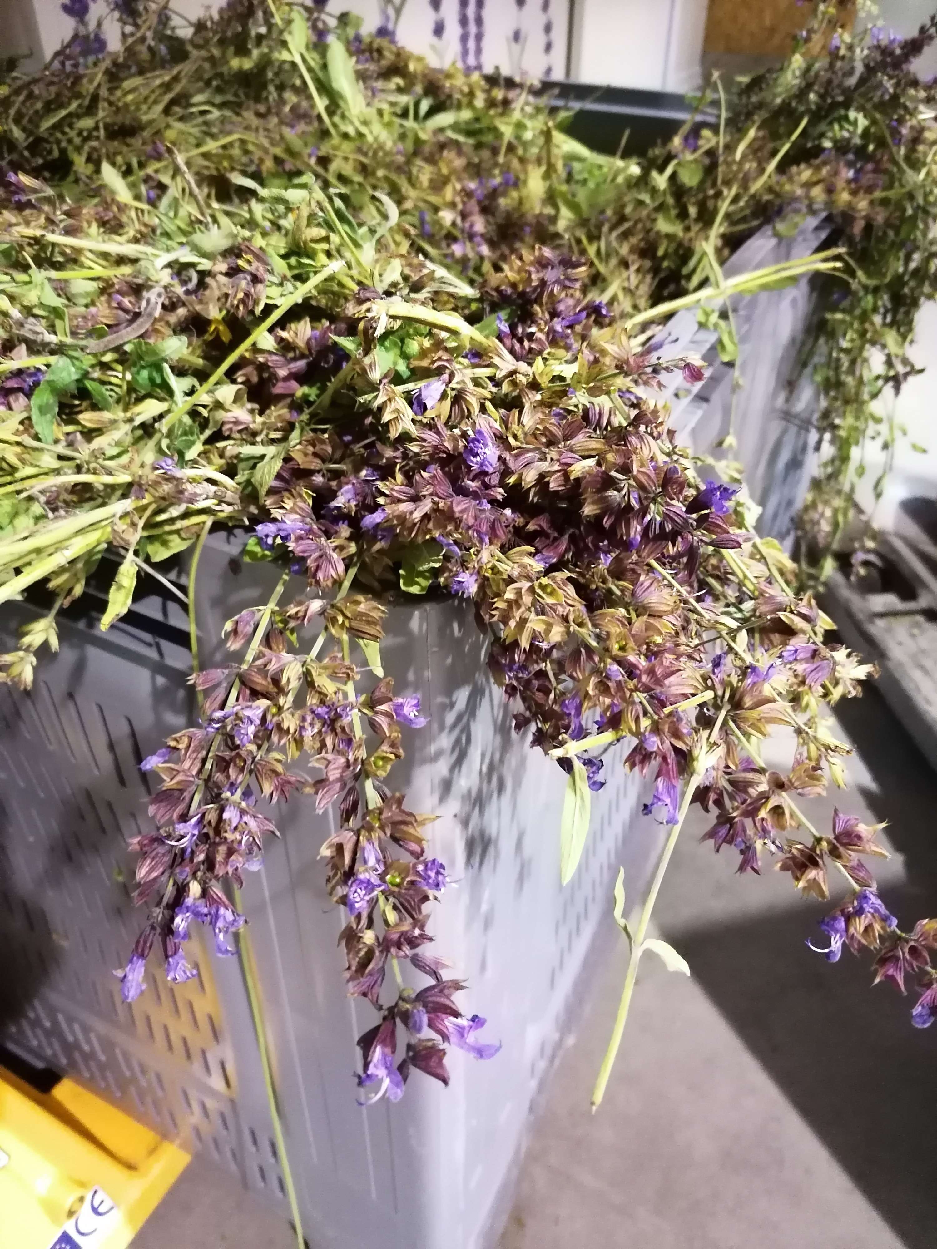 Decouvrez la distillation Idrolato di salvia 100% biologico e artigianale
