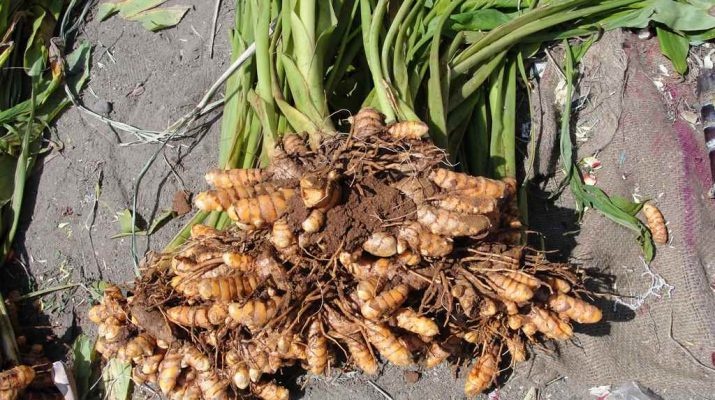 Curcuma (rizoma) — photo 2