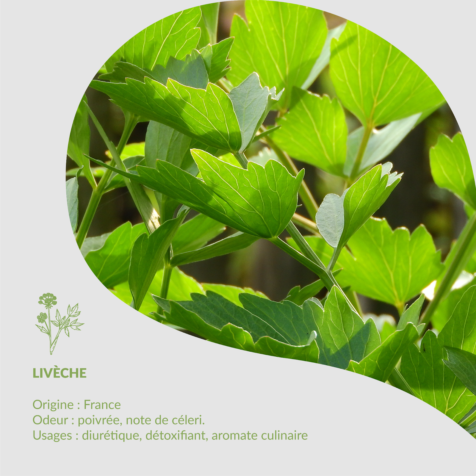 Pianta del mese Levistico