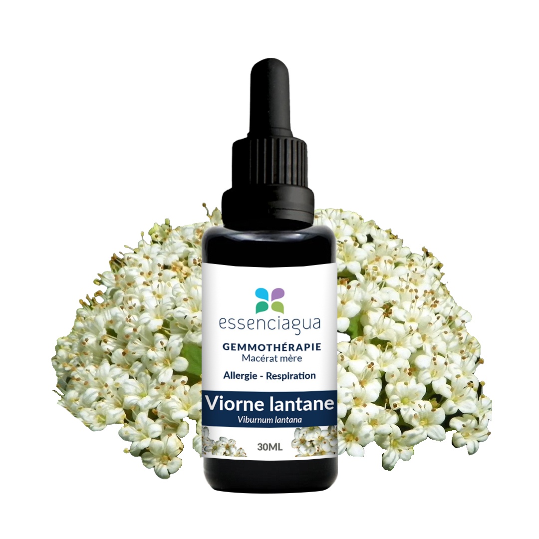 Macerato di gemme biologico Viorne Lantane 100% biologico e artigianale
