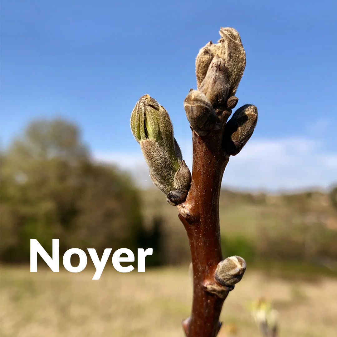 Noce (gemma)