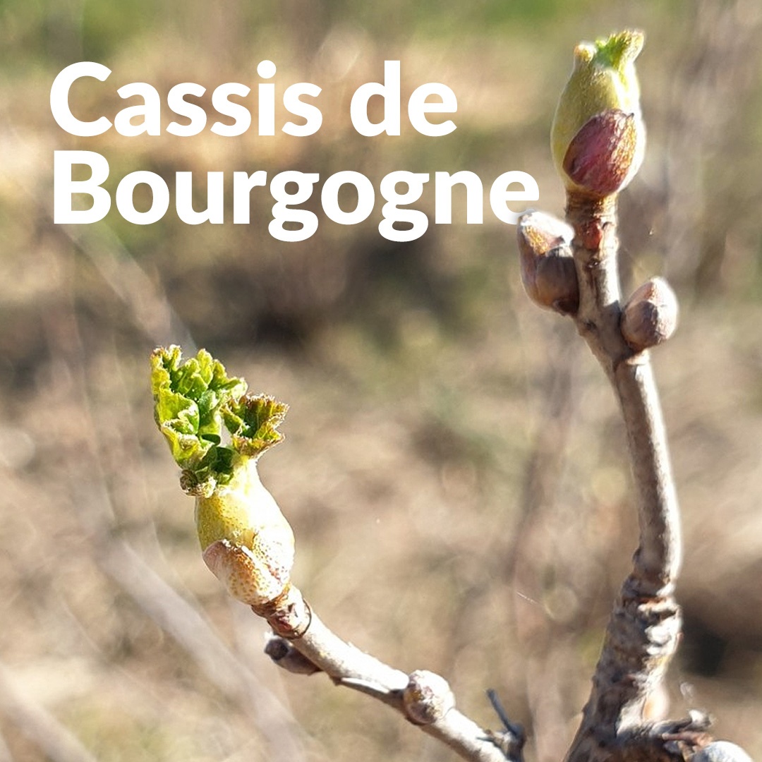 Ribes nero di Borgogna