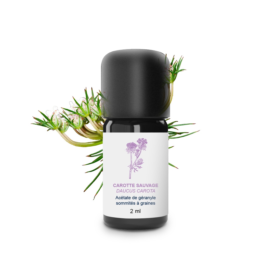 Olio essenziale di carota selvatica 100% biologico e artigianale