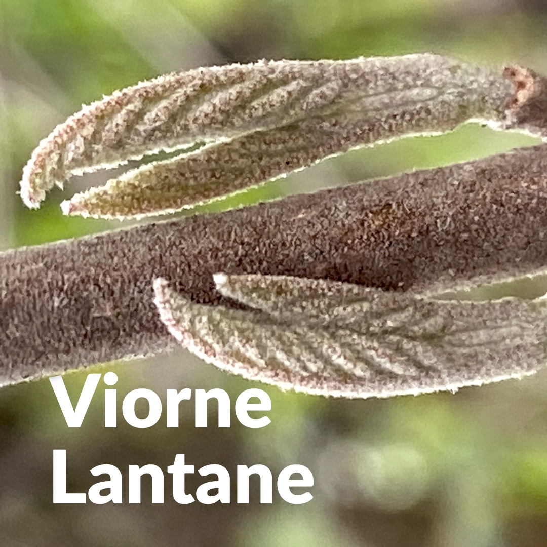 Viorne lantane (gemma)
