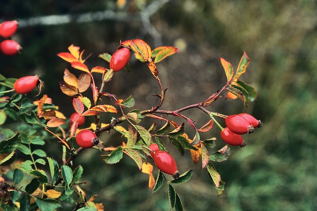 Rosa canina (gemma) — photo 2