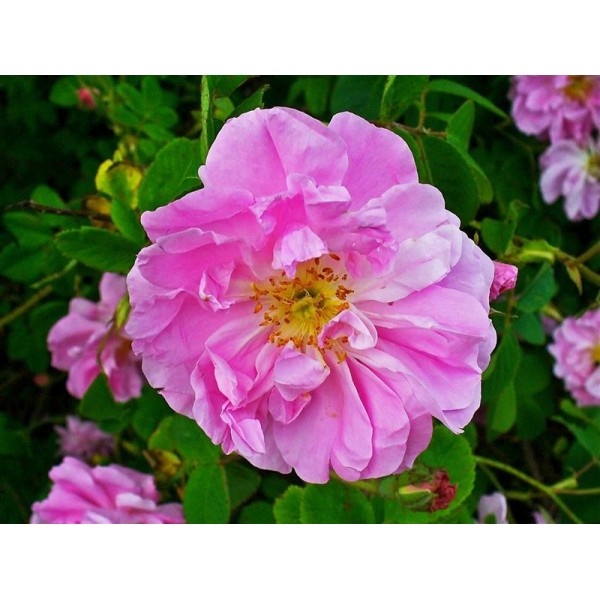 Rosa damascena — photo 3