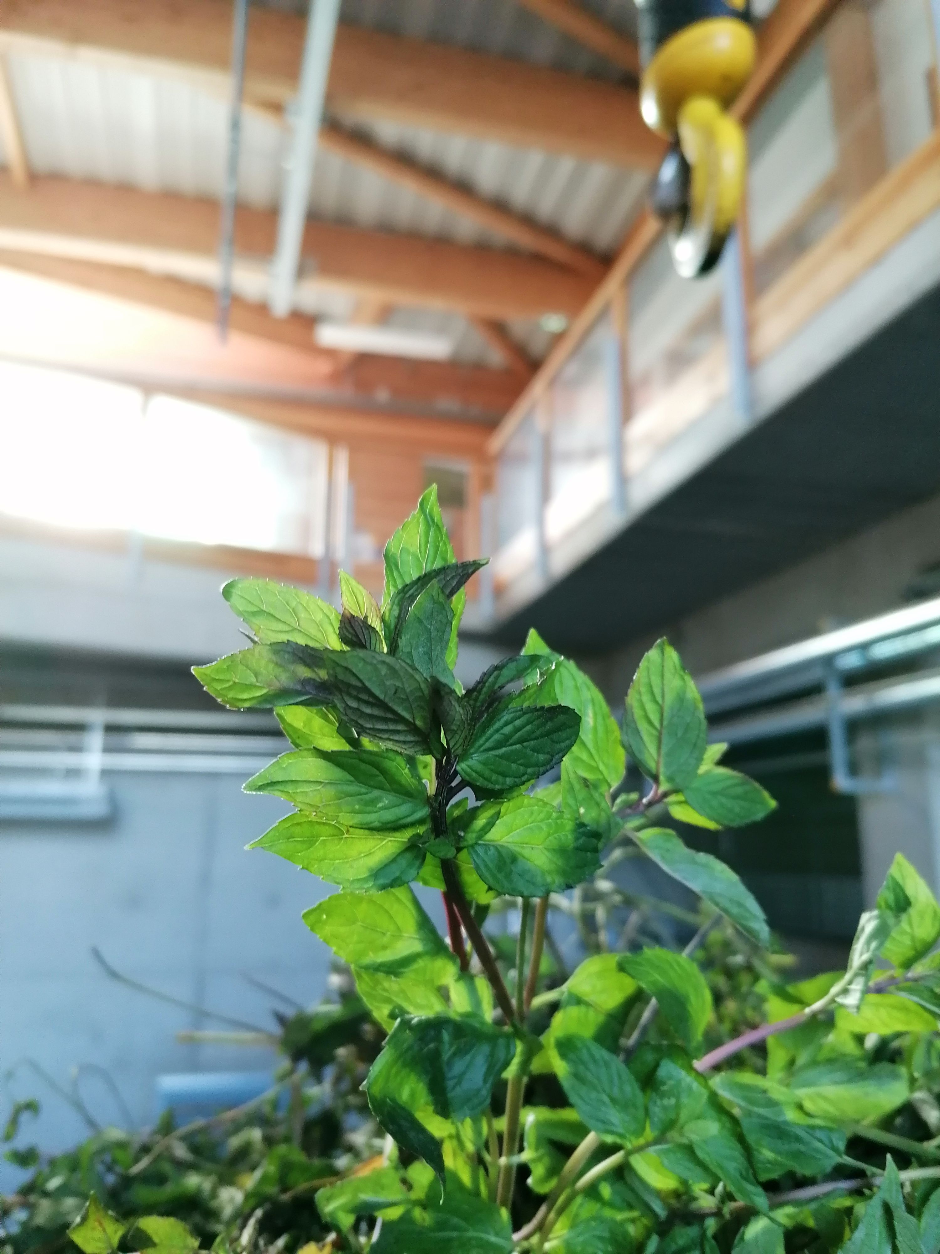 La distillazione di Menta piperita