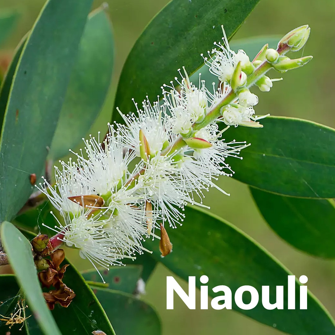 Niaouli