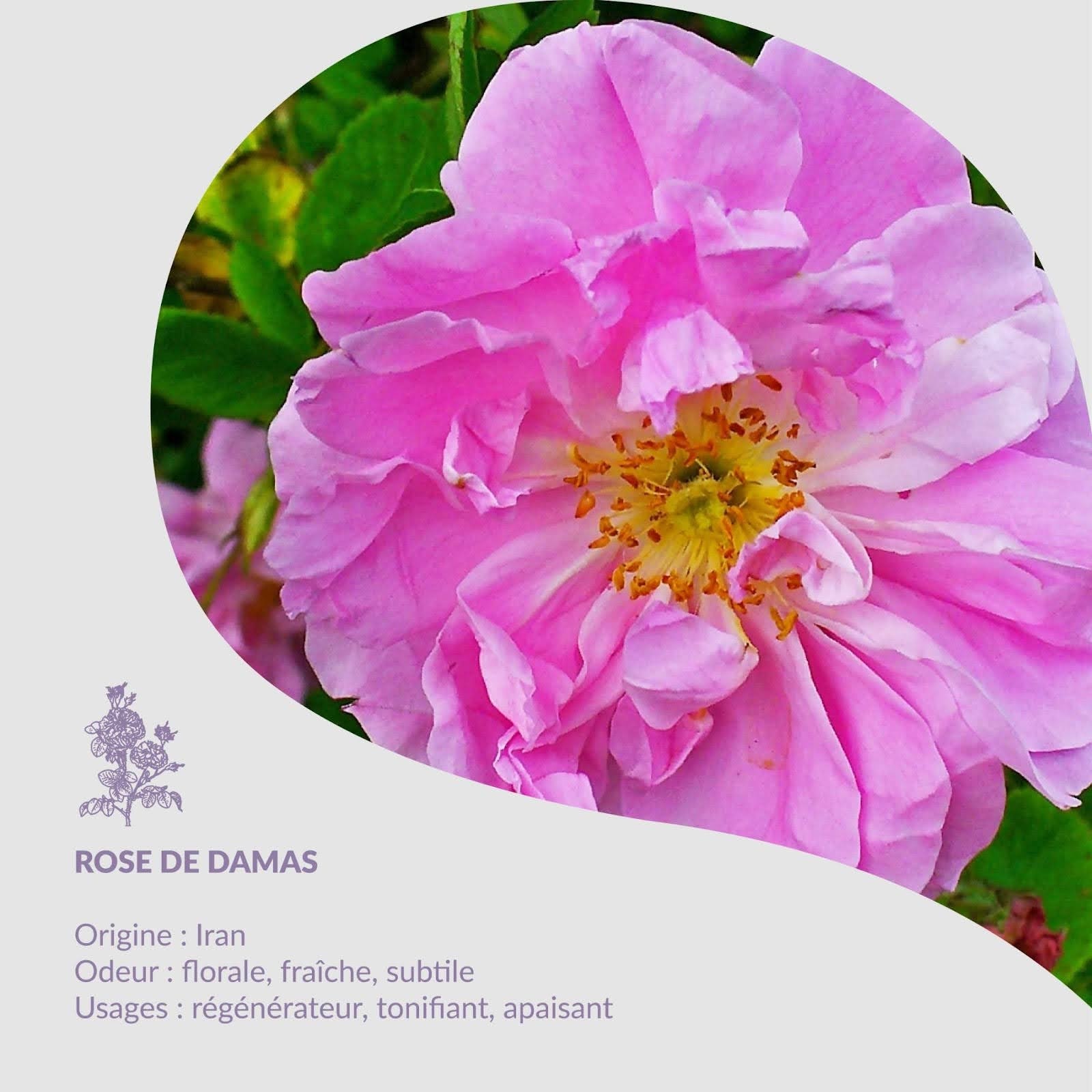 La pianta del mese - Rosa