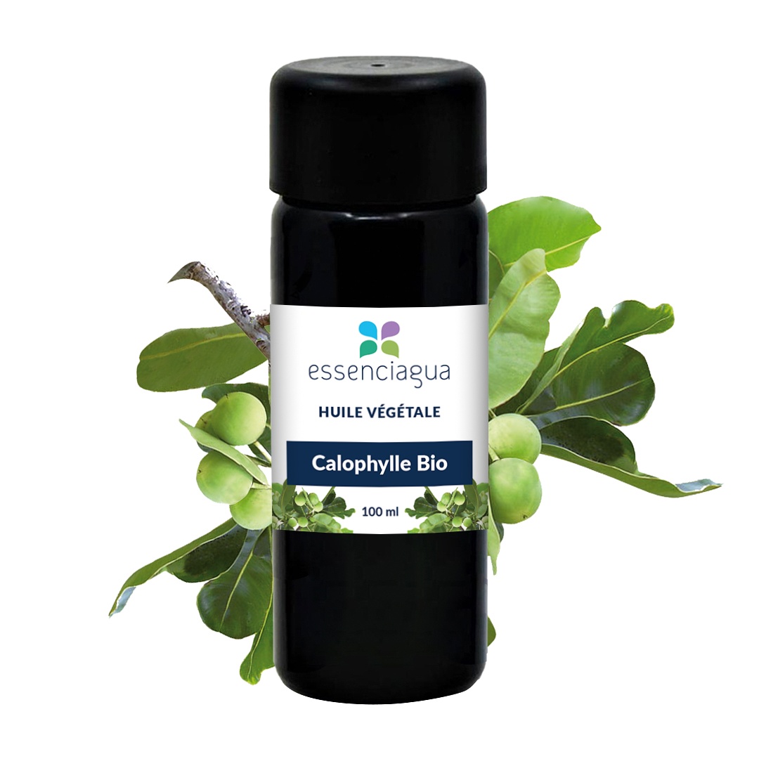 Olio vegetale di Calophylla