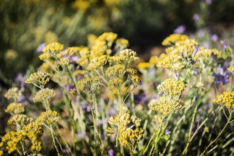 Elicriso italiano Immortelle — photo 2