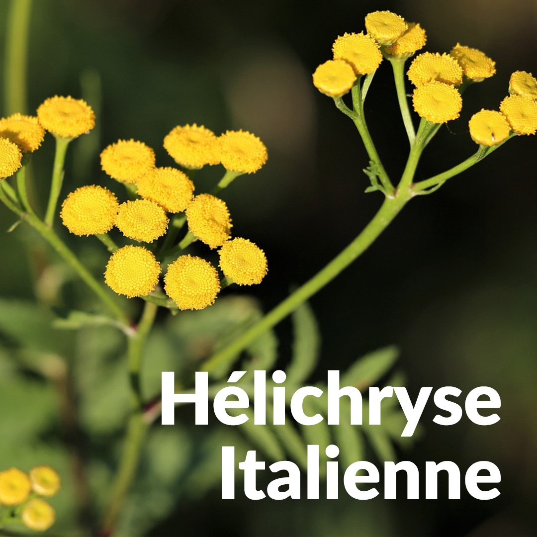 Elicriso italiano Immortelle