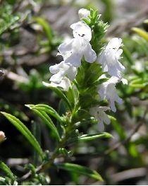 Salvia di montagna del Quercy — photo 3
