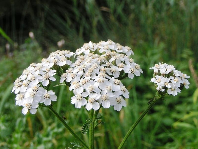 Achillea — photo 2