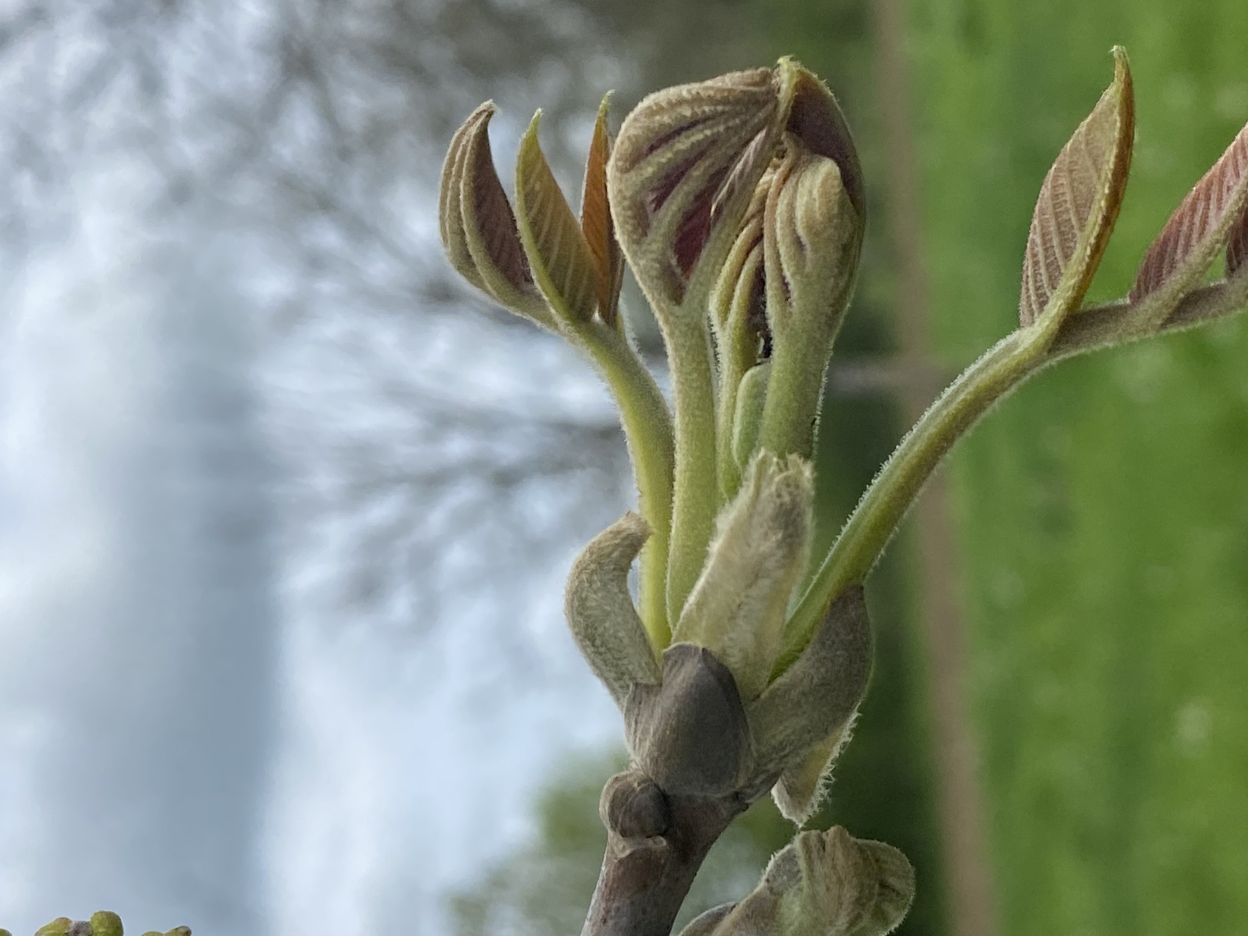 Decouvrez la distillation Macerato di gemme di noce 100% biologico e artigianale