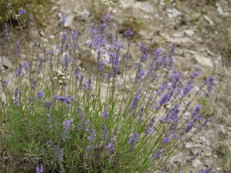 Lavanda fine d'alta quota — photo 2