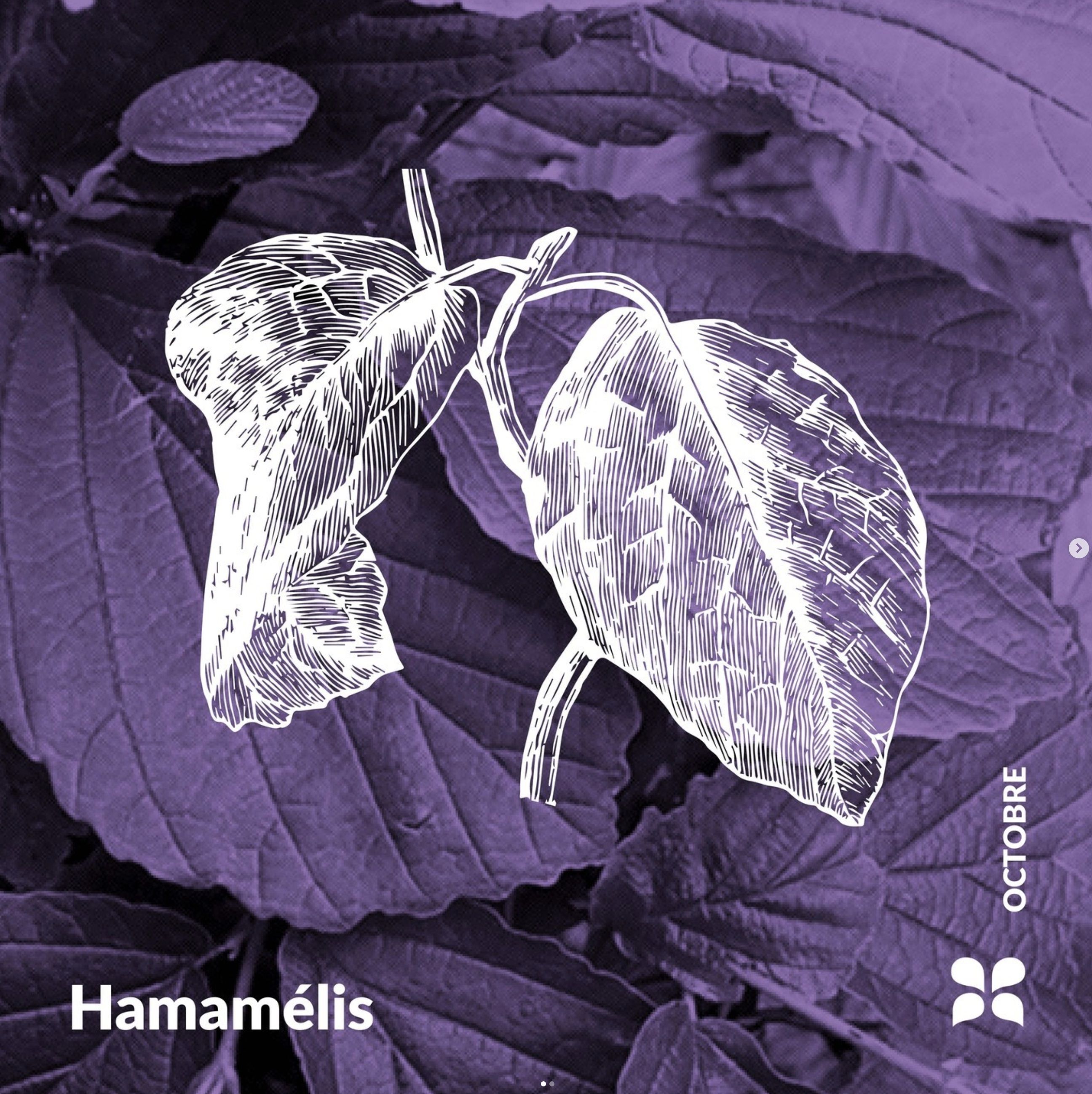 Decouvrez la distillation Idrolato di Hamamelis 100% biologico e artigianale