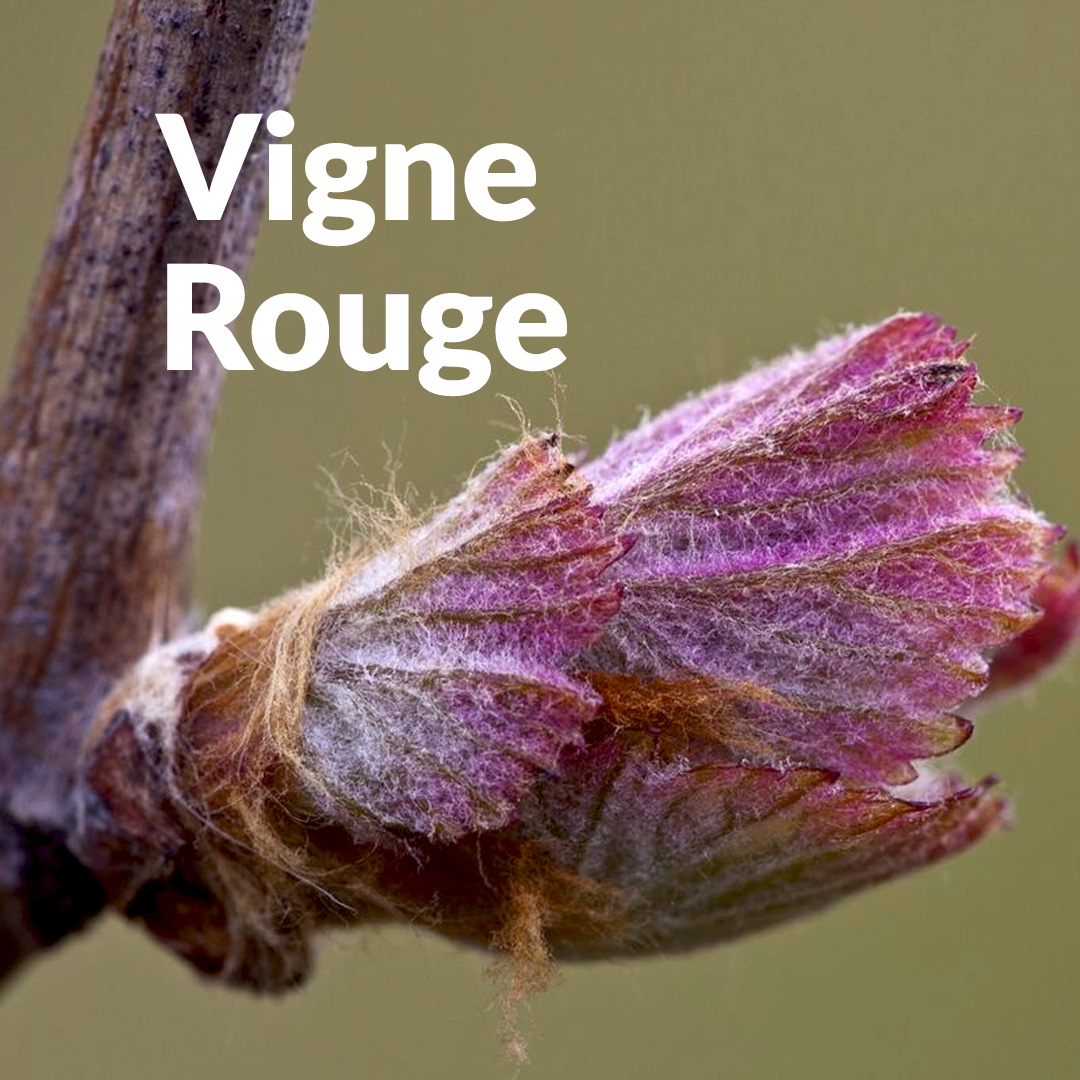 Vite rossa (germoglio)