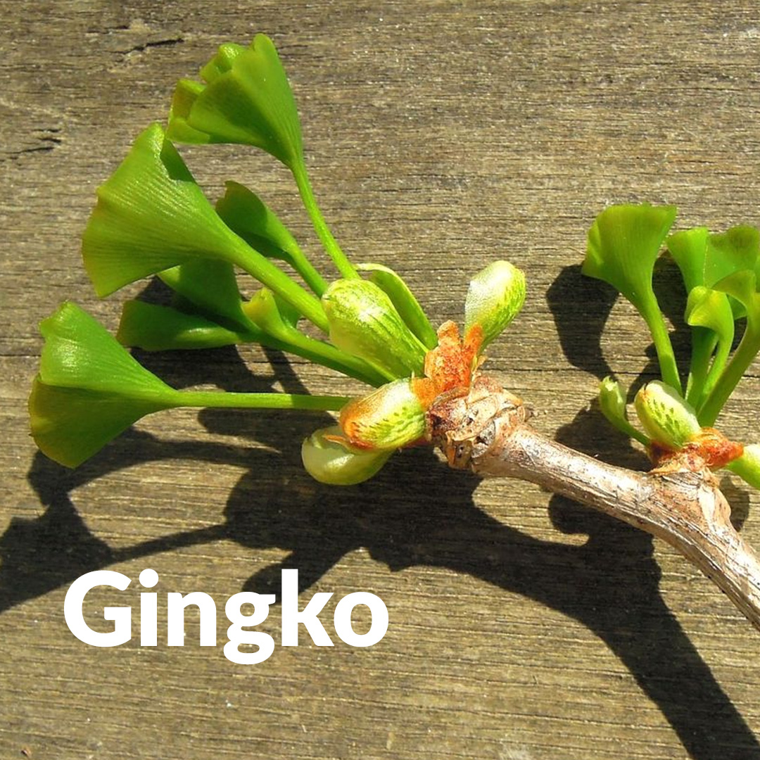 Ginkgo (gemma)
