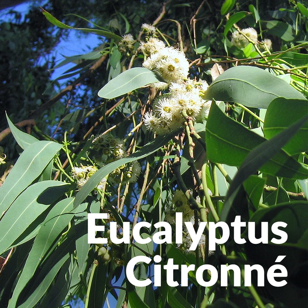 Limone eucalipto