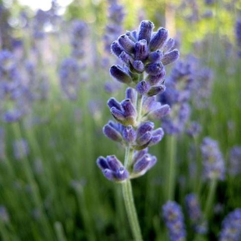 Lavanda fine d'alta quota — photo 3