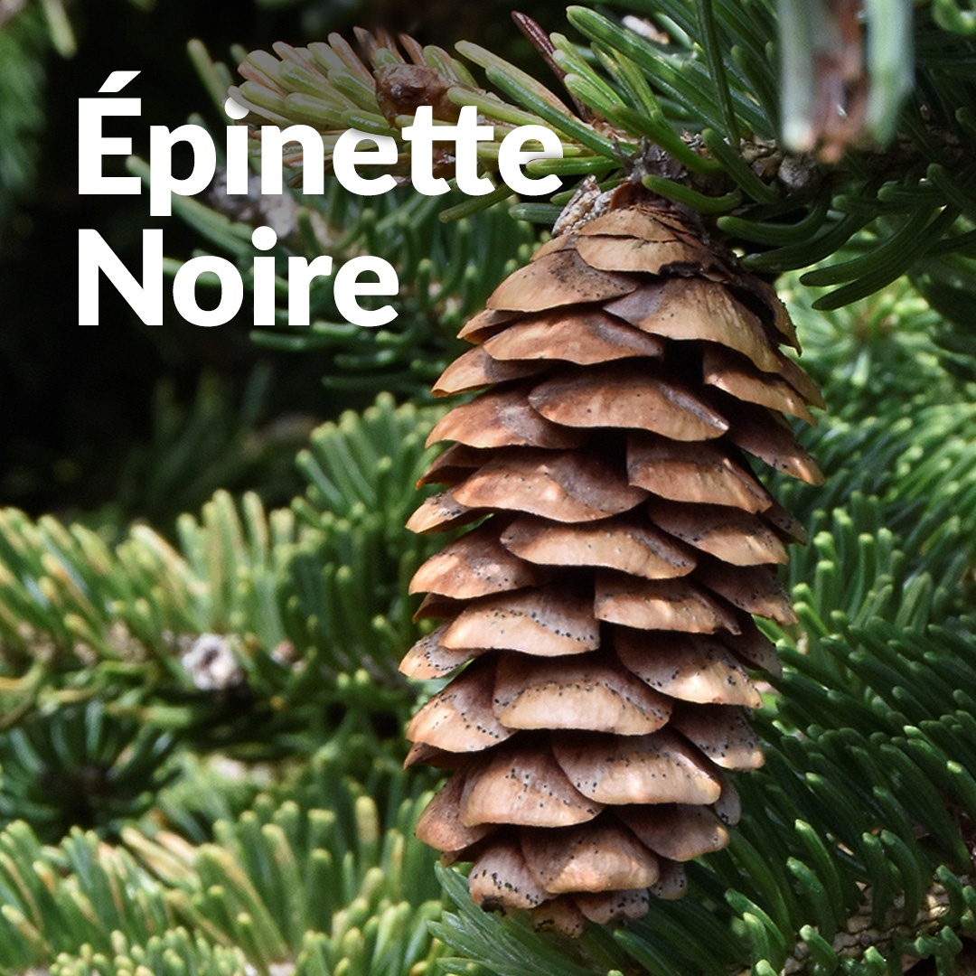 Abete nero